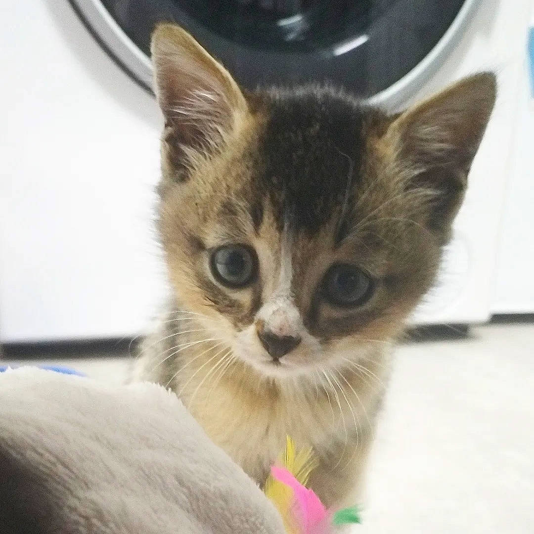 Dobby a rejoint le concours — aidez-le/la à gagner de superbes lots ! carnivore, cat, cat_supply, claw, couch, domestic_short_haired_cat, fawn, felidae, fur, paw, pet_supply, small_to_medium_sized_cats, snout, whiskers