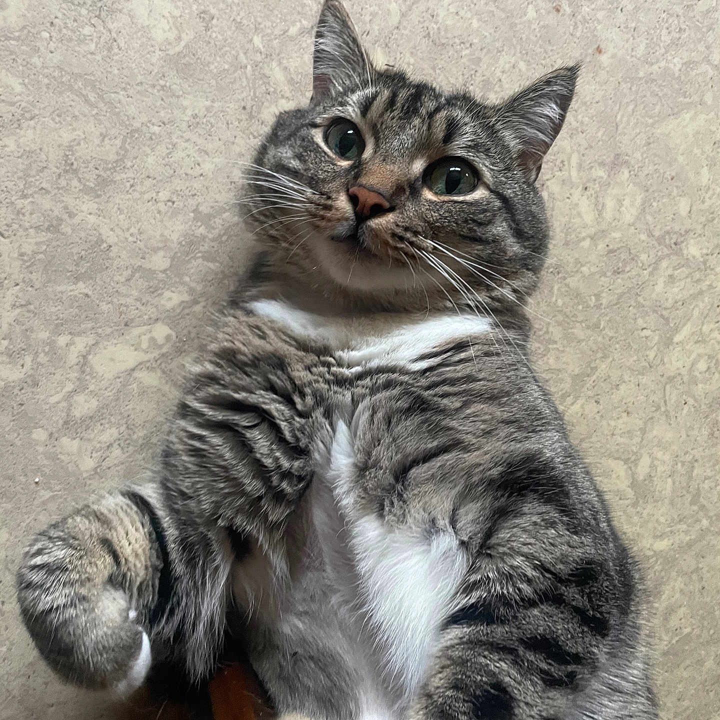 Moustache participe au concours pour gagner de l'argent avec cette photo : abyssinian, angora, animal, cat, egyptiancat, kitten, manx, pet, snout