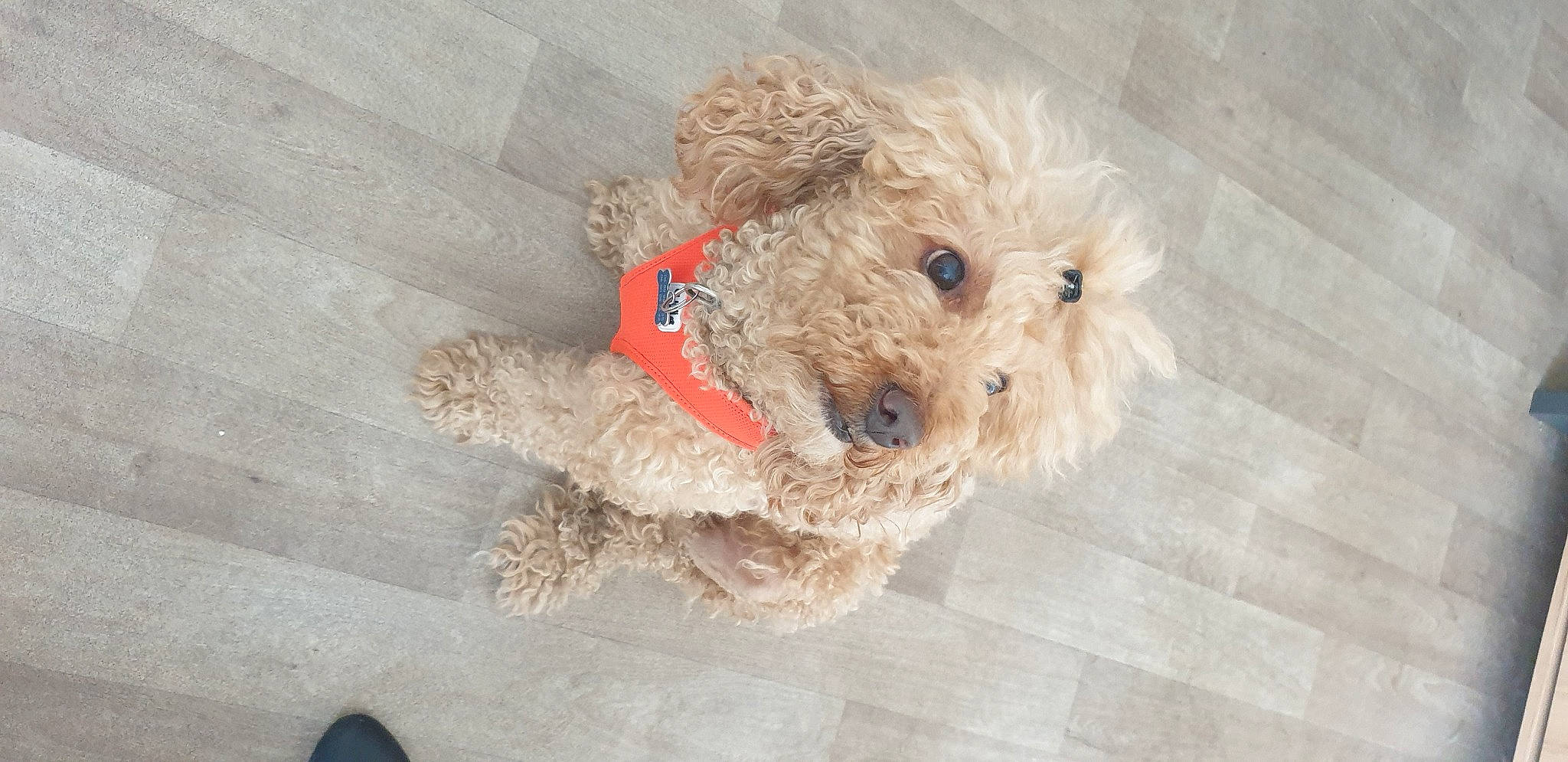 Google participe au concours pour gagner de l'argent avec cette photo : canidae, carnivore, companion_dog, dog, dog_breed, fawn, fur, labradoodle, pet_supply, snout, sporting_group, stuffed_toy, teddy_bear, terrestrial_animal, terrier, toy, toy_dog, wire_hair_fox_terrier, wood, working_animal