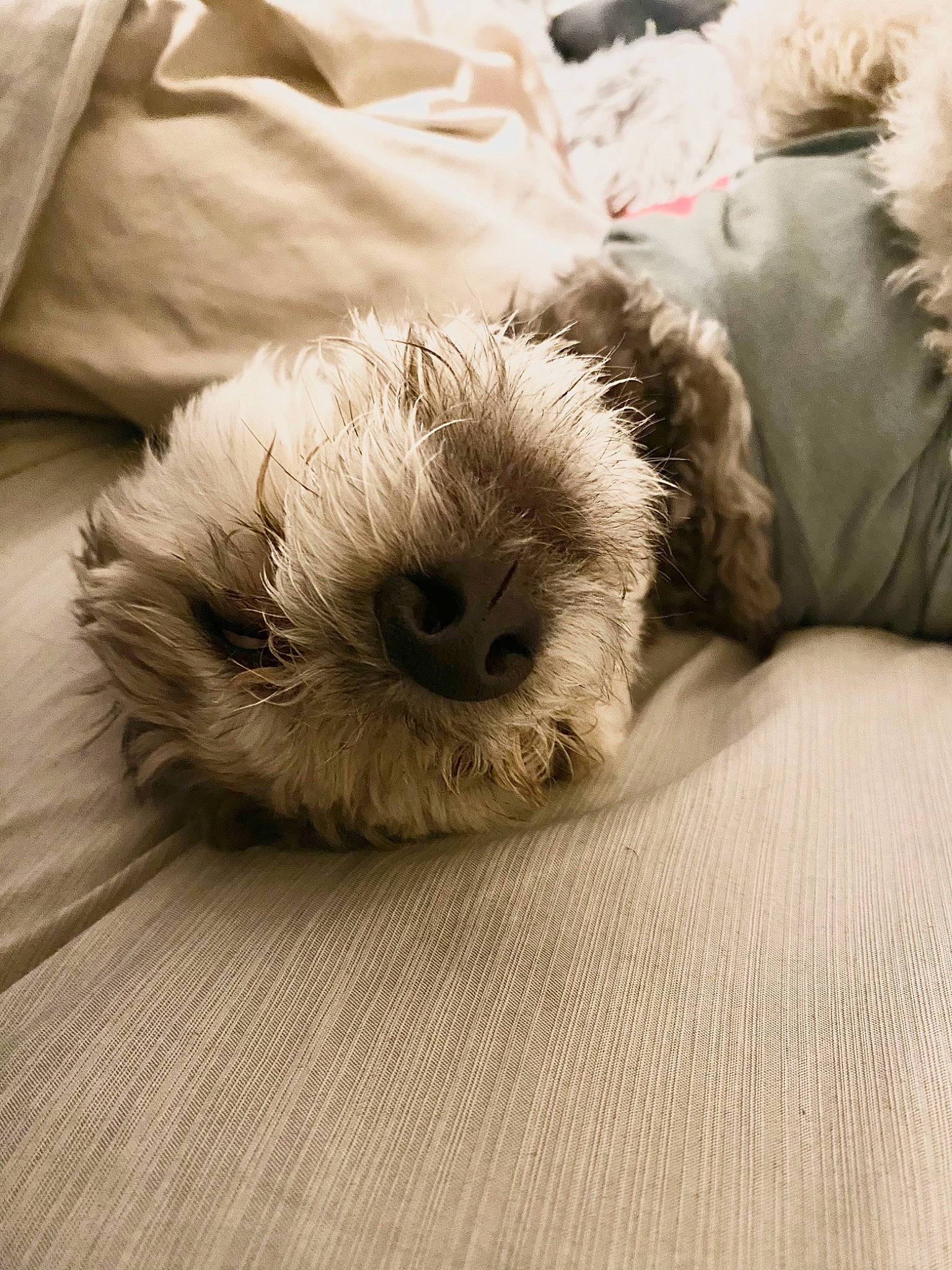 Wookie joined the competition — help win amazing prizes! canidae, carnivore, comfort, companion_dog, dog, dog_breed, fur, goldendoodle, labradoodle, linens, maltepoo, poodle_crossbreed, shih_poo, small_terrier, snout, sporting_group, stuffed_toy, terrier, toy_dog, working_animal