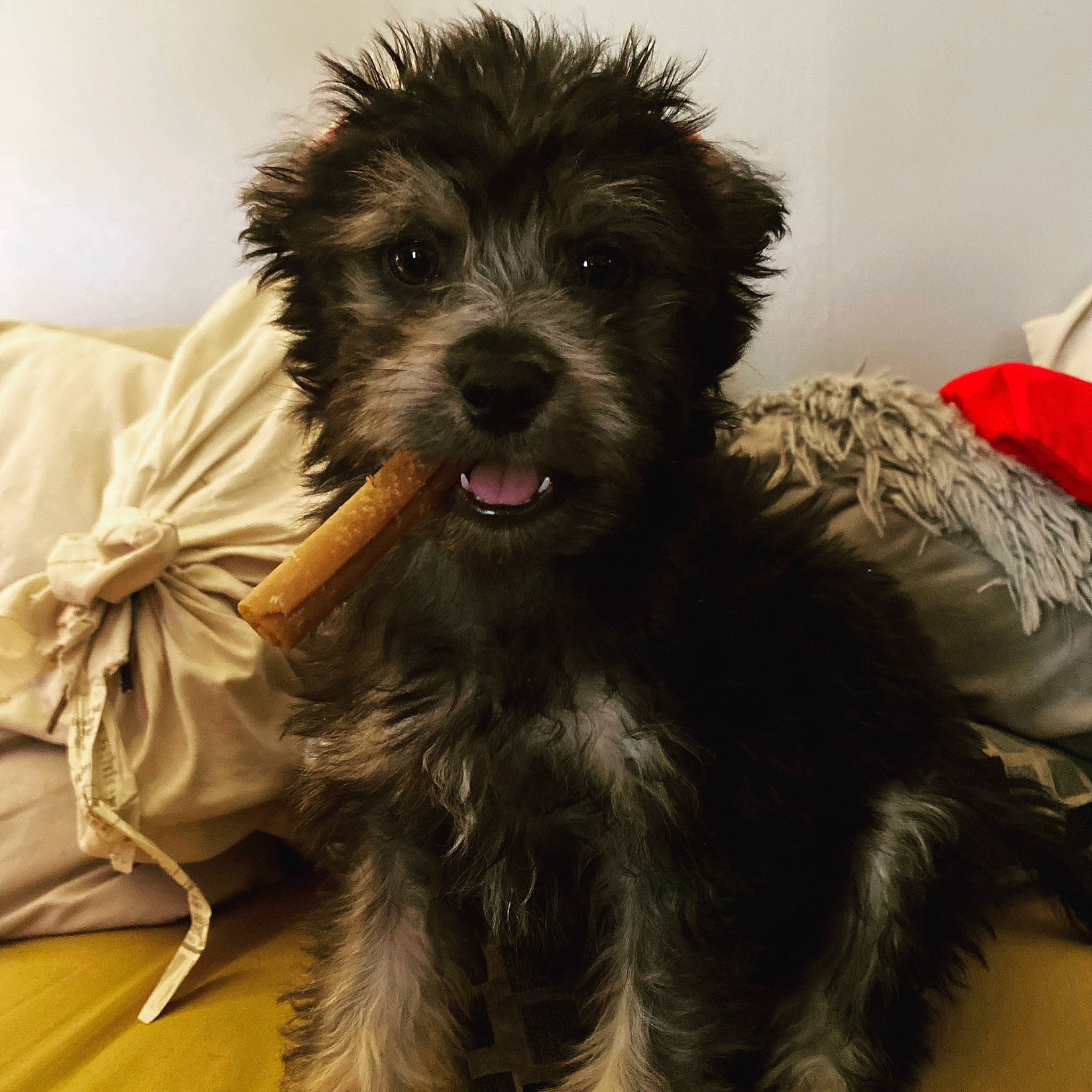 Wookie is registered to the contest to win money with this photo: biewer_terrier, canidae, carnivore, companion_dog, dog, dog_breed, dog_supply, fur, maltepoo, poodle_crossbreed, puppy, shih_poo, small_terrier, snout, sporting_group, terrier, toy_dog, water_dog, working_animal, yorkipoo