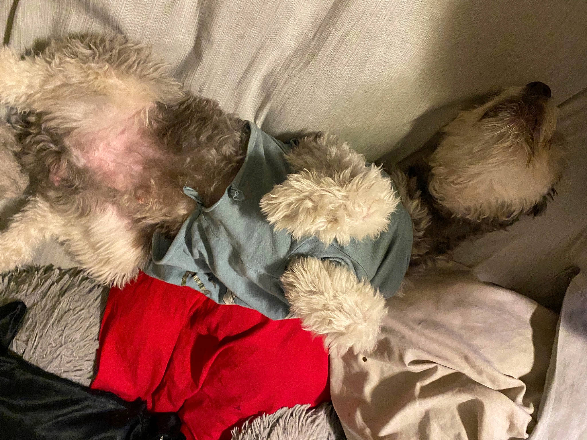 Wookie joined the competition — help win amazing prizes! bed_sheet, bedding, bedtime, child, comfort, companion_dog, dog, fur, linens, mammal, nap, sleep, small_terrier, textile, toy_dog, vertebrate, wool, wrinkle