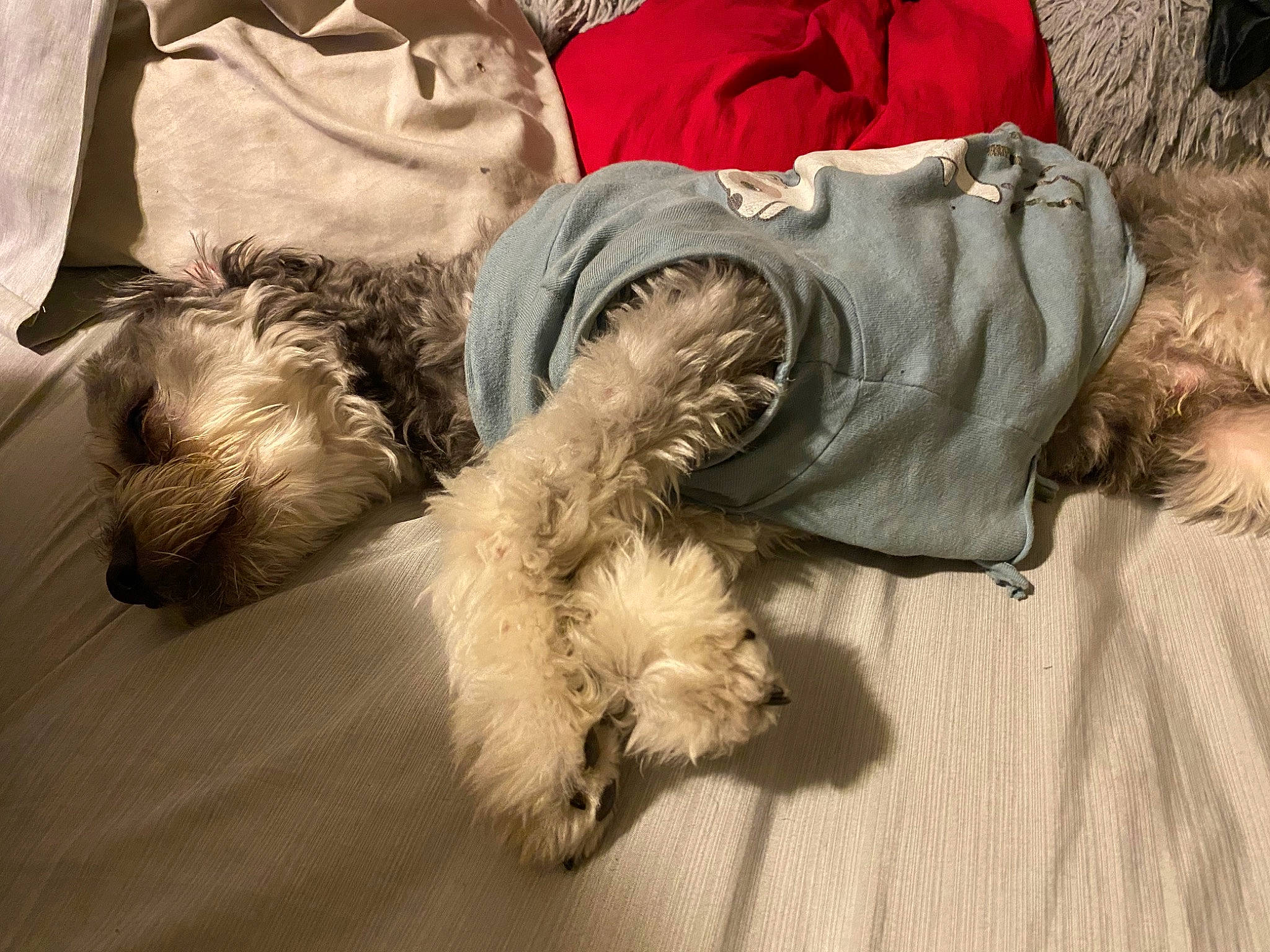 Wookie joined the competition — help win amazing prizes! canidae, carnivore, comfort, companion_dog, dog, dog_breed, fur, nap, non_sporting_group, paw, schnauzer, small_terrier, sporting_group, tail, terrier, toy_dog, yorkipoo