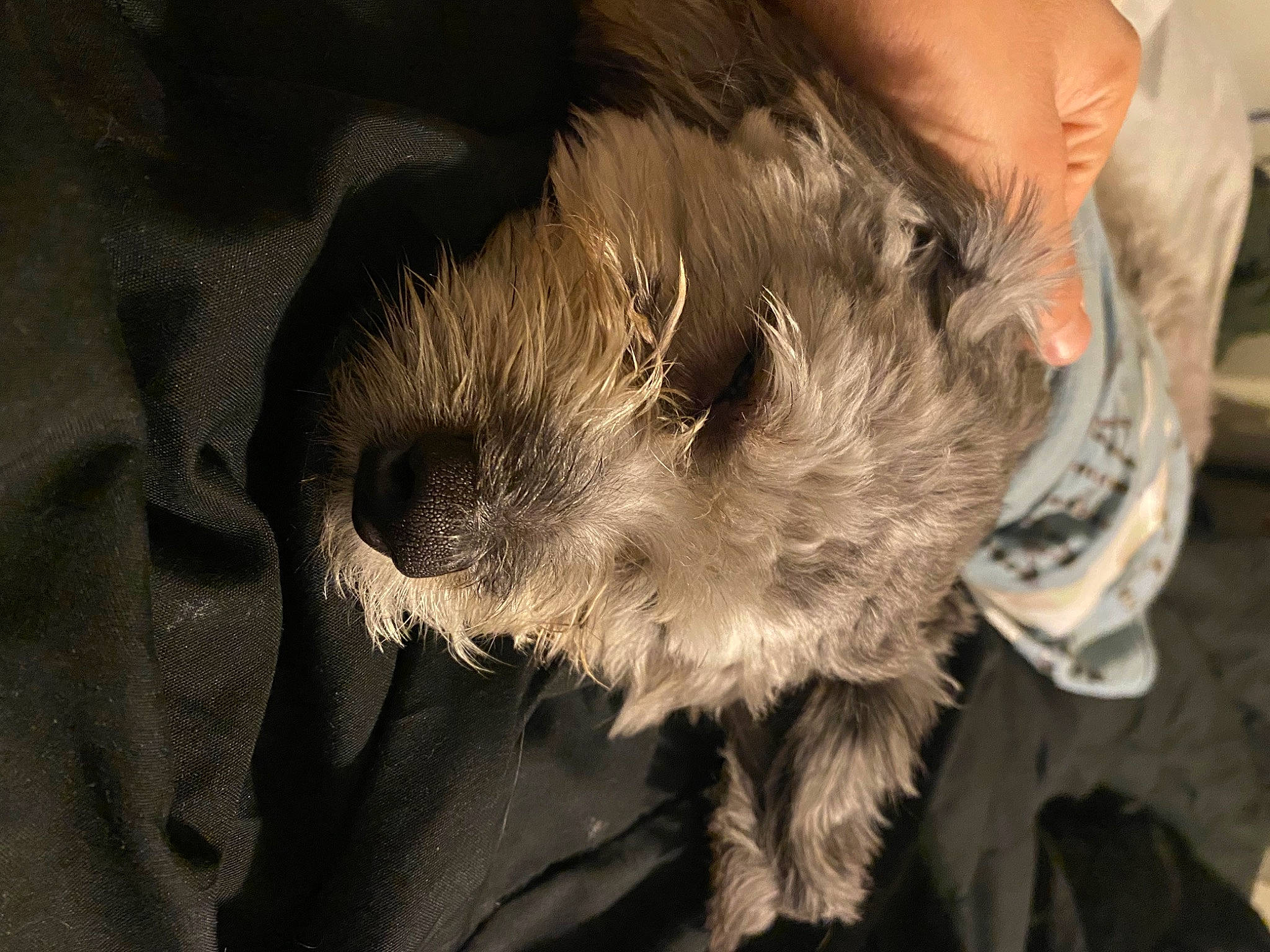 Wookie is registered to the contest to win money with this photo: canidae, carnivore, claw, companion_dog, dog, dog_breed, felidae, fur, nap, paw, schnauzer, small_terrier, small_to_medium_sized_cats, snout, sporting_group, tail, terrier, toy_dog, whiskers, working_animal