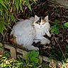 Penny participe au concours pour gagner de l'argent avec cette photo : cat, fluffy, calico, garden, green_leaves, wooden_fence, mulch, outdoor, sunlight, plant, nature, animal, pet, relaxed, wildlife, fur, mammal, leafy, resting, curious