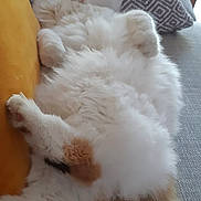 Penny a rejoint le concours — aidez-le/la à gagner de superbes lots ! cat, fluffy, couch, pillow, yellow_pillow, gray_pillow, relaxed, pet, indoor, fur, tail, whiskers, animal, cute, resting, home, cozy, tabby, calico, sleepy