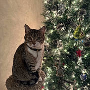 Zorro joined the competition — help win amazing prizes! cat, tabby, christmas_tree, ornaments, lights, holiday, decorations, tree, feline, pet, indoor, cozy, cat_tree, collar, whiskers, green, red, white, pine, festive