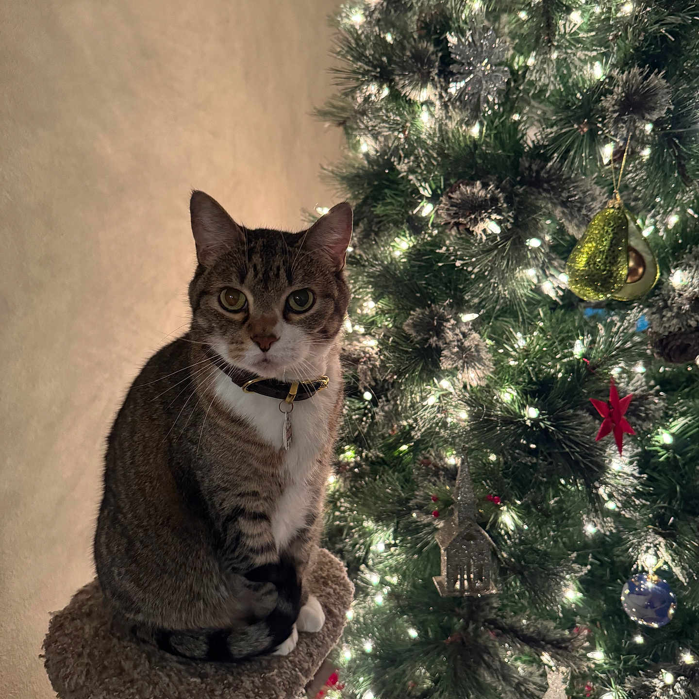 Zorro joined the competition — help win amazing prizes! cat, tabby, christmas_tree, ornaments, lights, holiday, decorations, tree, feline, pet, indoor, cozy, cat_tree, collar, whiskers, green, red, white, pine, festive