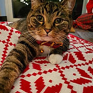 Dove is registered to the contest to win money with this photo: cat, tabby, pet, animal, collar, bell, paw, close_up, indoor, blanket, red, white, pattern, knitted, festive, lights, bokeh, cozy, holiday, relaxed