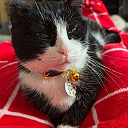 Bw is registered to the contest to win money with this photo: cat, black_and_white, pet, collar, bell, tag, blanket, red_blanket, indoor, cozy, feline, whiskers, relaxed, home, soft_lighting, close_up, sleepy, fur, animal, domestic