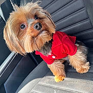 Chase joined the competition — help win amazing prizes! dog, pet, small_dog, red_shirt, car_seat, fur, cute, animal, indoor, canine, companion, portrait, sitting, attentive, fluffy, domestic_animal, vehicle_interior, cute_pet, adorable, friendly