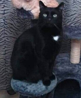 Mooki a rejoint le concours — aidez-le/la à gagner de superbes lots ! black_cat, carnivore, cat, claw, comfort, domestic_short_haired_cat, felidae, fur, grey, small_to_medium_sized_cats, tail, terrestrial_animal, whiskers