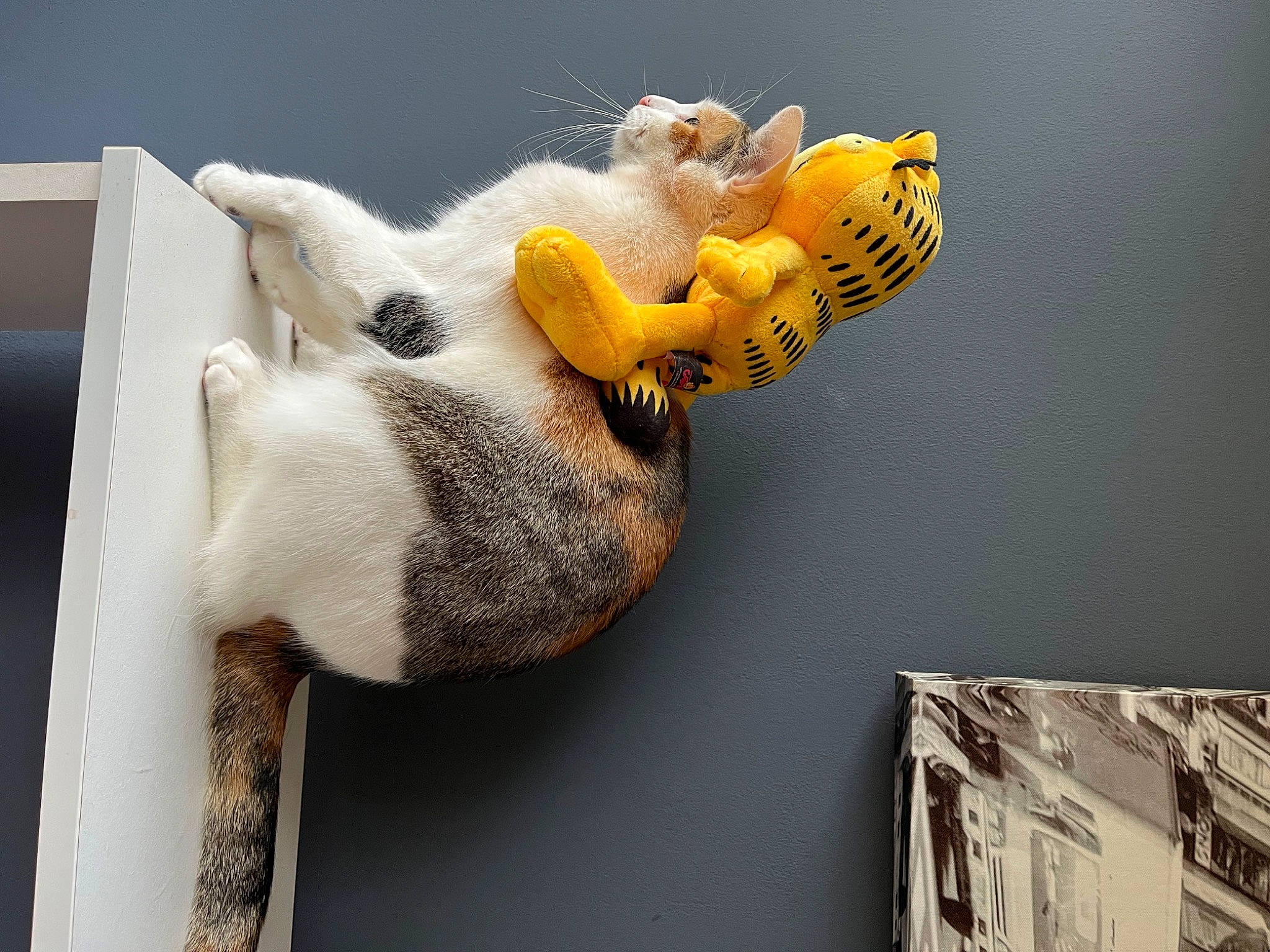 Suzy participe au concours pour gagner de l'argent avec cette photo : art, baby_toys, claw, felidae, fur, paw, plush, room, small_to_medium_sized_cats, stuffed_toy, tail, terrestrial_animal, toy, vertebrate, visual_arts, wood