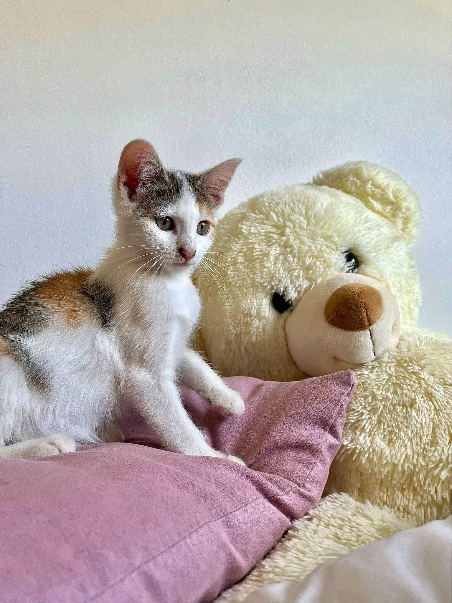 Suzy participe au concours pour gagner de l'argent avec cette photo : bed, carnivore, cat, comfort, domestic_short_haired_cat, fawn, felidae, foot, fur, linens, paw, plush, small_to_medium_sized_cats, snout, stuffed_toy, tail, teddy_bear, terrestrial_animal, toy, whiskers
