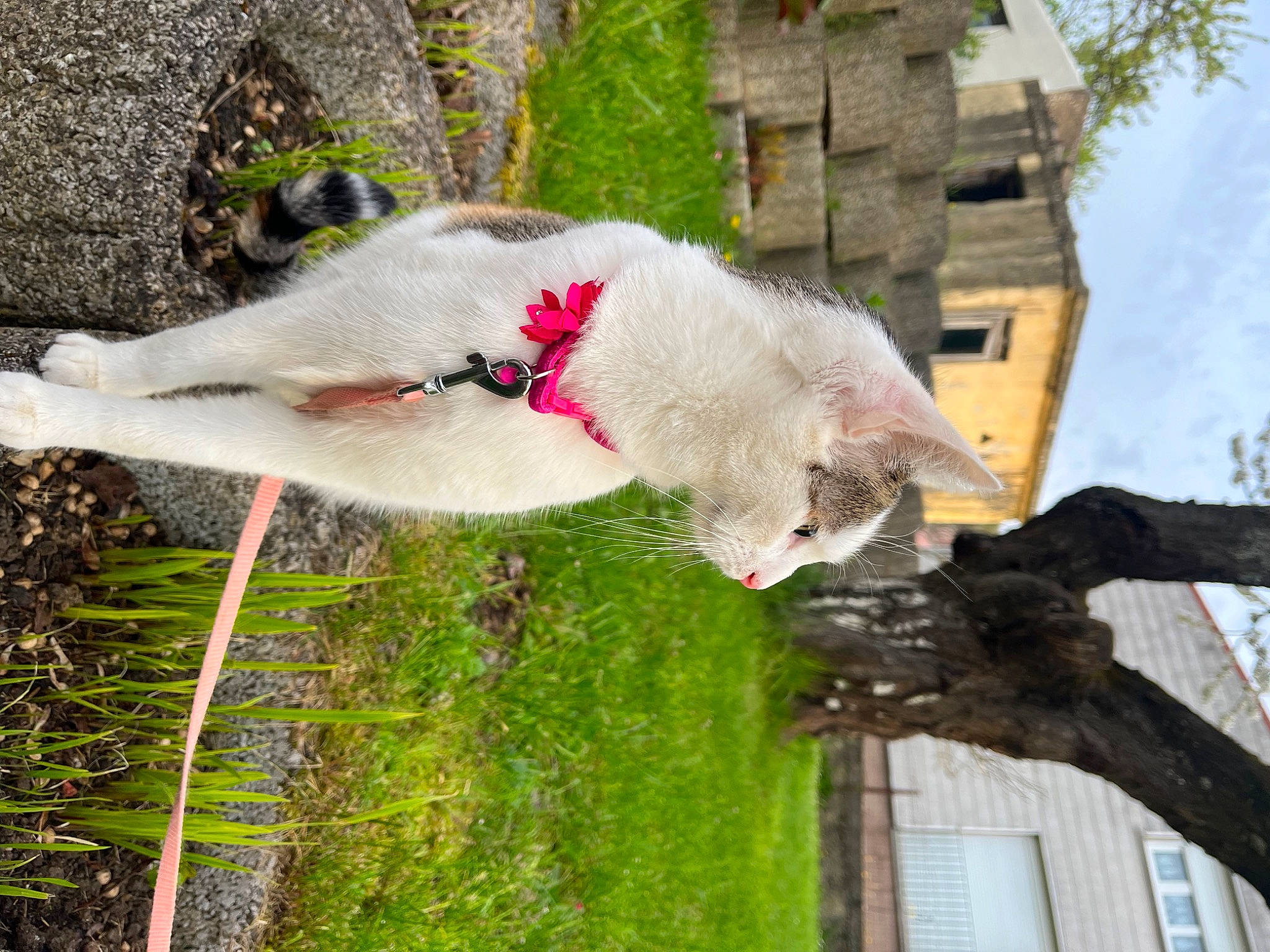 Suzy participe au concours pour gagner de l'argent avec cette photo : building, canidae, carnivore, collar, dog, dog_breed, fur, grass, house, leash, plant, pole, sky, sporting_group, tail, tree, trunk, water, wildlife, window