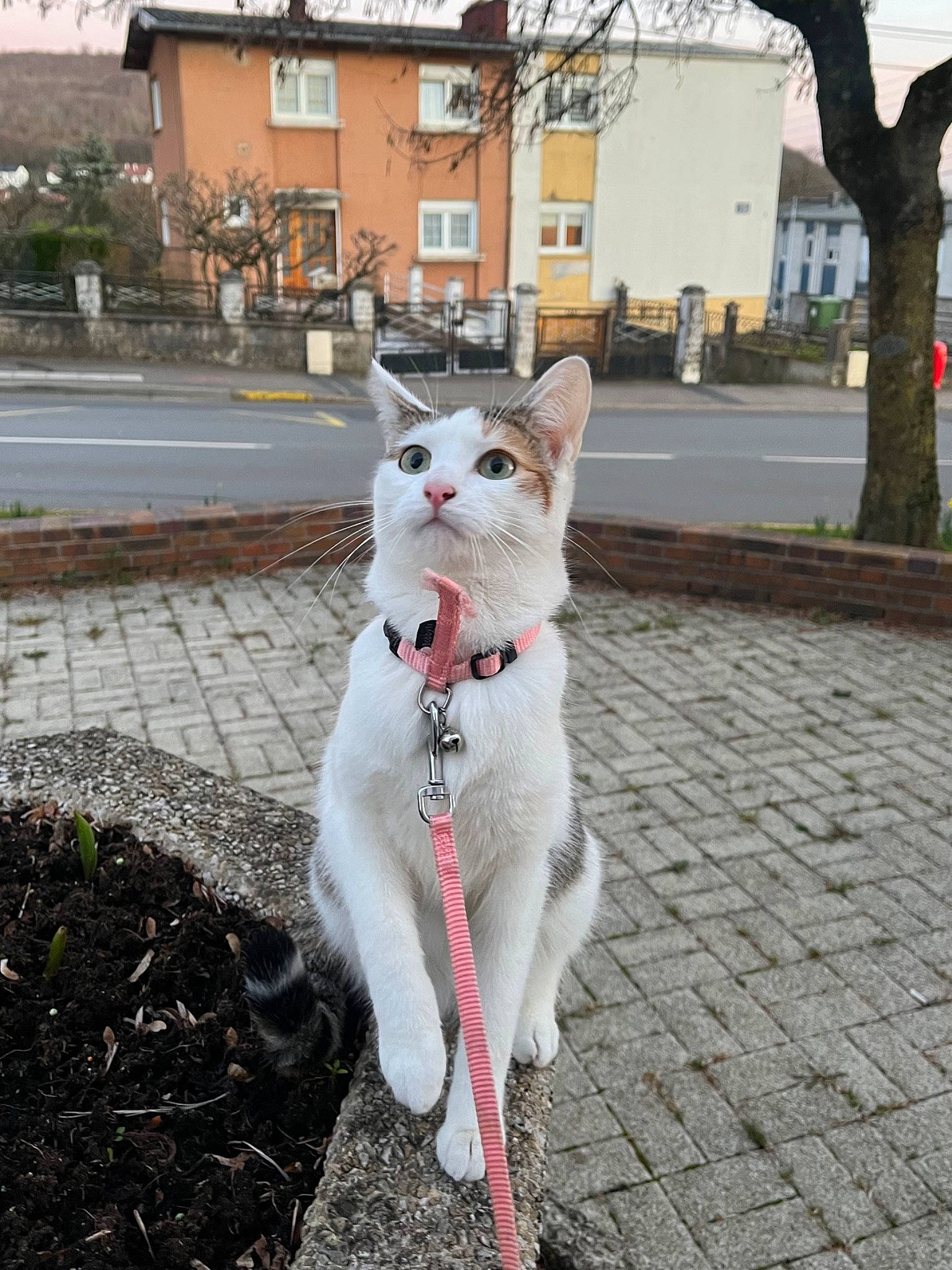 Suzy participe au concours pour gagner de l'argent avec cette photo : asphalt, building, canidae, carnivore, cat, collar, dog_breed, domestic_short_haired_cat, felidae, fur, line, plant, road_surface, sidewalk, small_to_medium_sized_cats, snout, tail, tree, whiskers, window