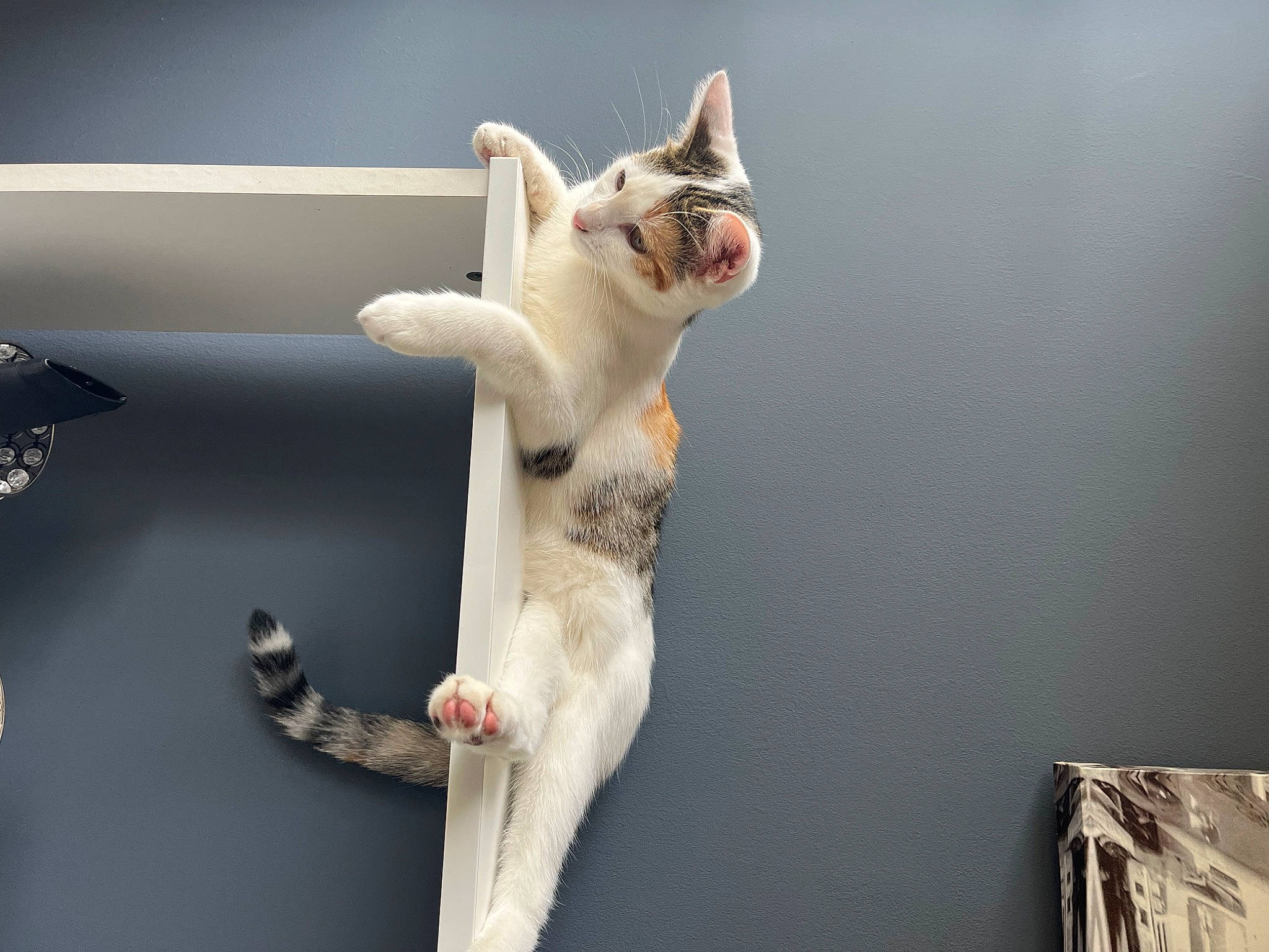 Suzy participe au concours pour gagner de l'argent avec cette photo : canidae, carnivore, cat, cat_supply, claw, domestic_short_haired_cat, fawn, felidae, fur, grey, paw, small_to_medium_sized_cats, tail, whiskers, wood