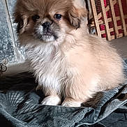 Toby participe au concours pour gagner de l'argent avec cette photo : puppy, dog, fluffy, fur, paws, face, muzzle, eyes, indoor, blanket, fabric, tiled_floor, brick_wall, wooden_gate, red_curtain, sitting, portrait, cute, bedding, phone_watermark