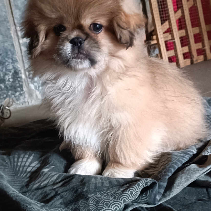 Toby participe au concours pour gagner de l'argent avec cette photo : bedding, blanket, brick_wall, cute, dog, eyes, fabric, face, fluffy, fur, indoor, muzzle, paws, phone_watermark, portrait, puppy, red_curtain, sitting, tiled_floor, wooden_gate