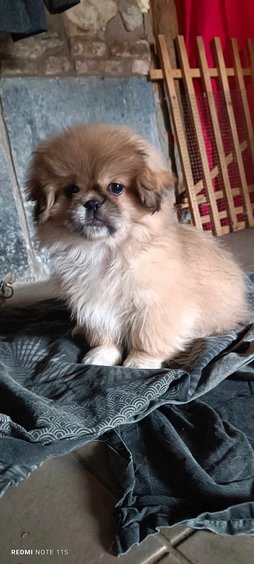 Toby participe au concours pour gagner de l'argent avec cette photo : puppy, dog, fluffy, fur, paws, face, muzzle, eyes, indoor, blanket, fabric, tiled_floor, brick_wall, wooden_gate, red_curtain, sitting, portrait, cute, bedding, phone_watermark