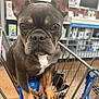 animal, black, brown, closeup, curious, cute, dog, ears, floor, french_bulldog, indoor, metal, paws, pet, pet_in_cart, shelves, shopping, shopping_cart, store, white_chest