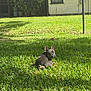 animal, backyard, canine, daylight, dog, french_bulldog, grass, greenery, house, lamp_post, lawn, outdoor, pet, plant, potted_plant, relaxing, resting, summer, sunlight, window