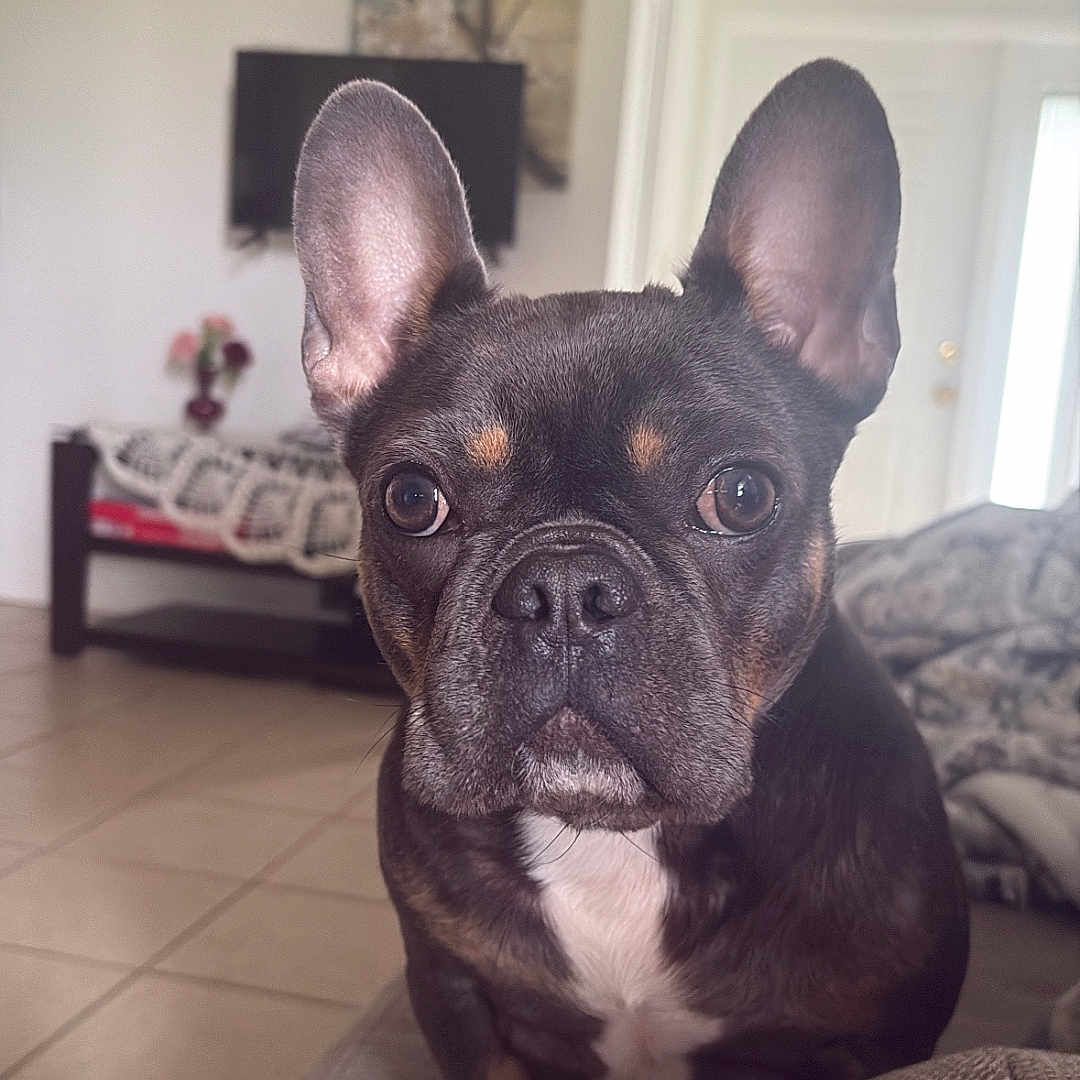 Trixsy is registered to the contest to win money with this photo: alert, animal, black, brown, canine, close_up, companion, couch, dog, ears, face, french_bulldog, furniture, home, indoor, living_room, pet, portrait, tile_floor, white_chest