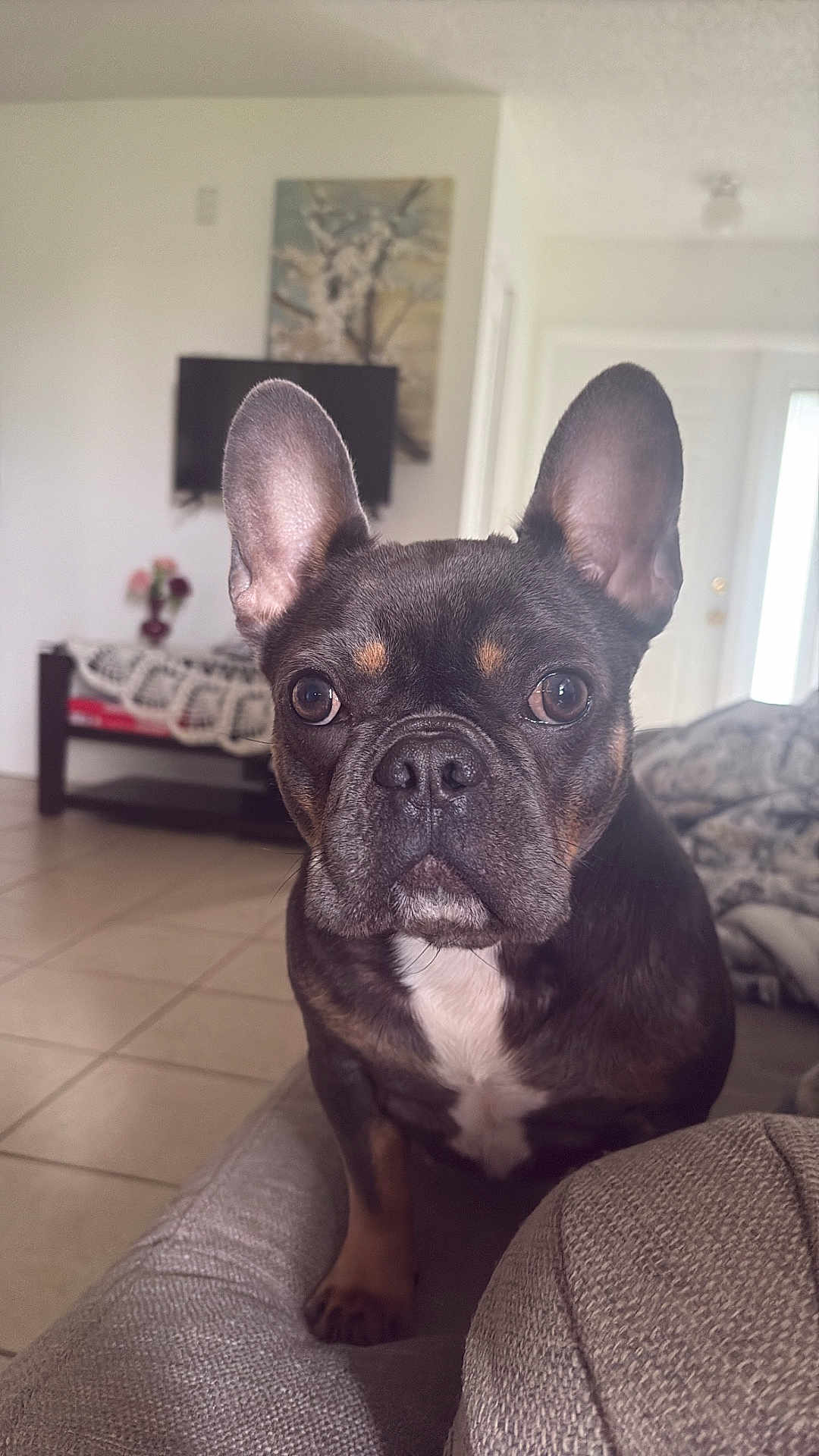 Trixsy is registered to the contest to win money with this photo: alert, animal, black, brown, canine, close_up, companion, couch, dog, ears, face, french_bulldog, furniture, home, indoor, living_room, pet, portrait, tile_floor, white_chest