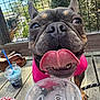 Trixsy is registered to the contest to win money with this photo: animal, blue_drink, canine, close_up, daylight, dog, excited, greenery, happy, mesh_fence, outdoor, pet, pink_clothing, plastic_cup, playful, sandals, summer, tongue, tongue_out, wooden_deck