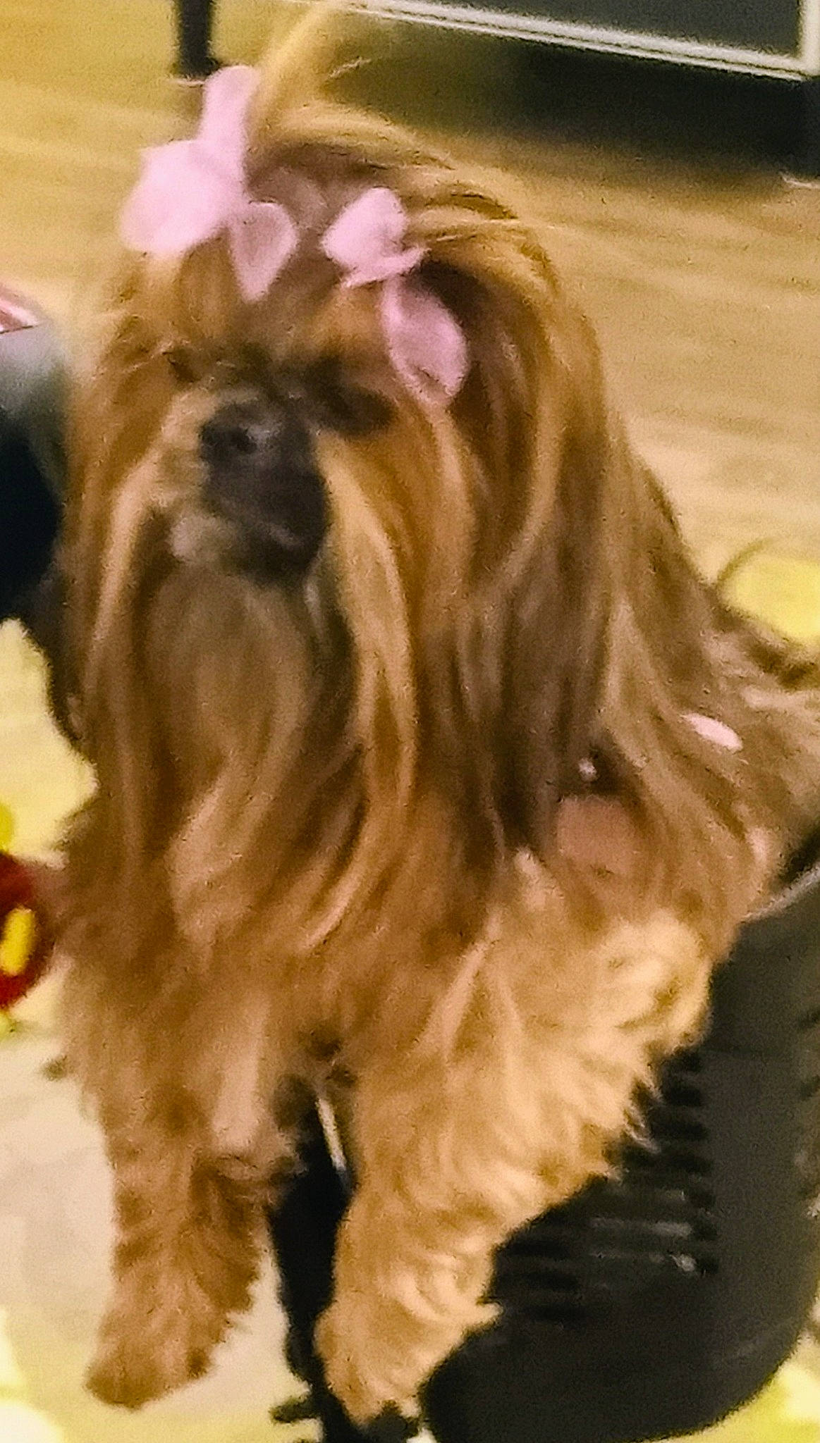 Choo-choo joined the competition — help win amazing prizes! biting, canidae, carnivore, chewbacca, companion_dog, dog, dog_breed, dog_supply, event, fashion_accessory, fawn, fur, liver, non_sporting_group, snout, sporting_group, terrier, toy_dog, water_dog, working_animal