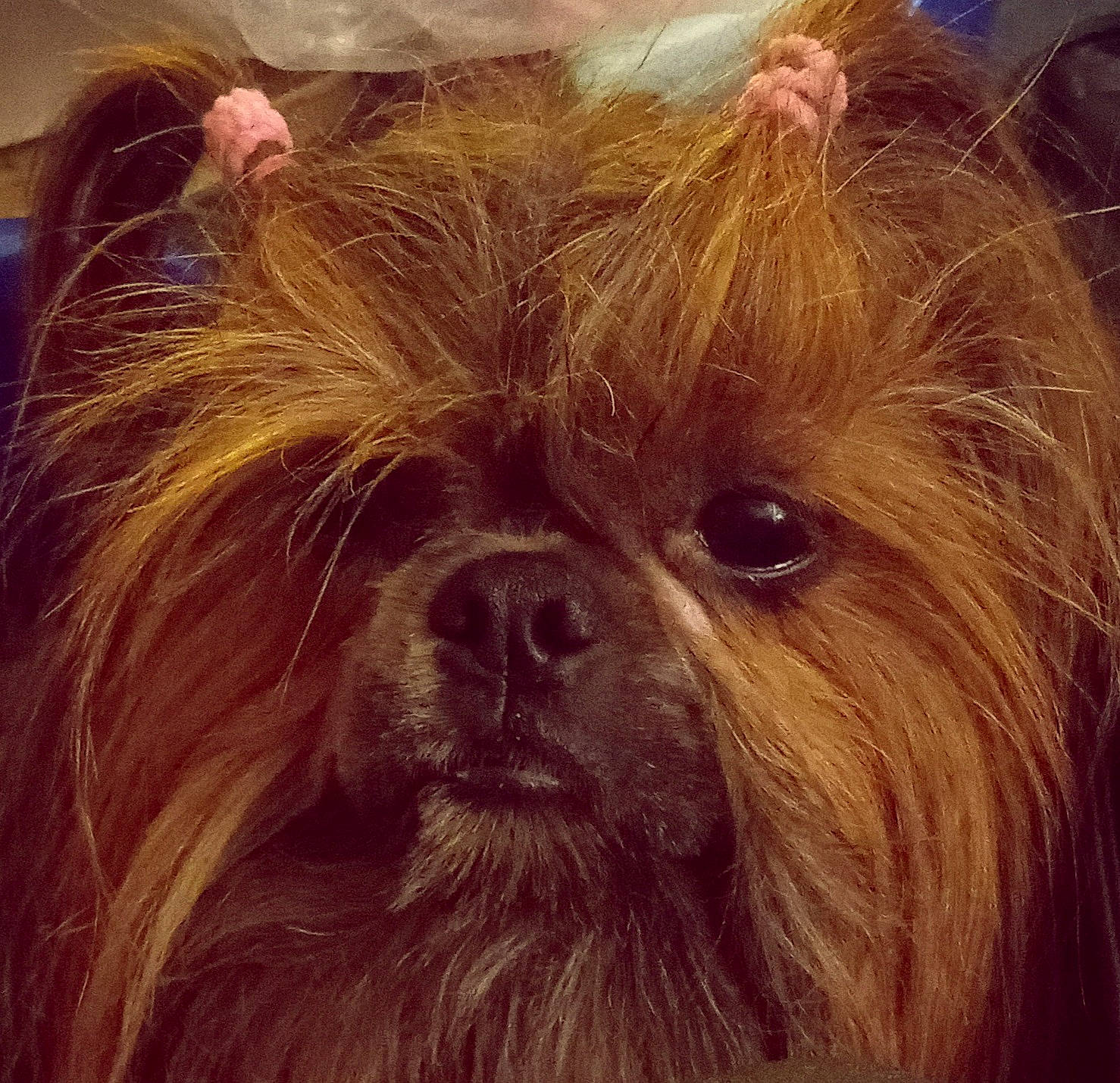 Choo-choo joined the competition — help win amazing prizes! blond, canidae, carnivore, companion_dog, dog, dog_breed, fawn, fur, liver, maltepoo, shih_tzu, small_terrier, snout, sporting_group, terrier, toy_dog, whiskers, wood, working_animal, yorkshire_terrier