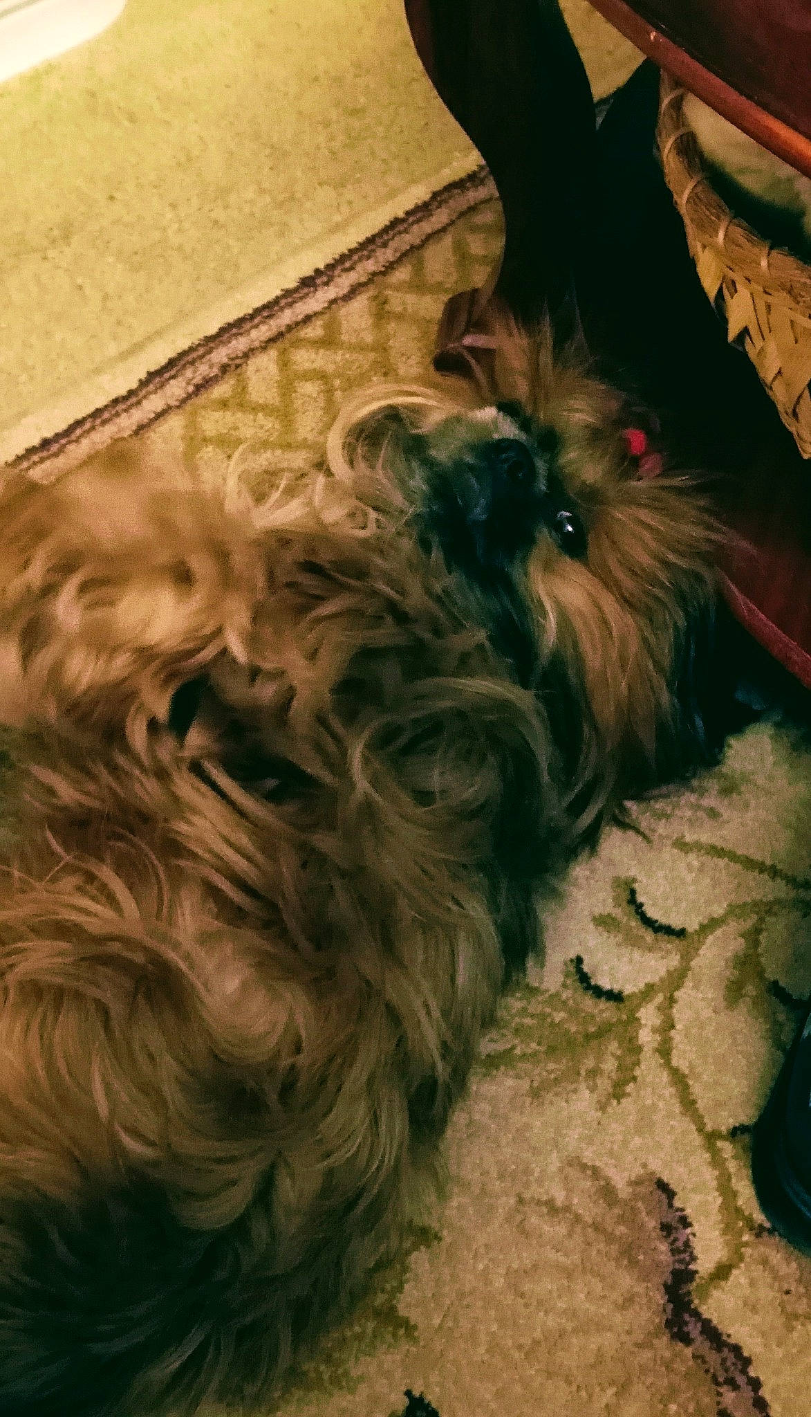 Choo-choo is registered to the contest to win money with this photo: brown, canidae, carnivore, comfort, companion_dog, dog, dog_breed, fur, hardwood, liver, maltepoo, mammal, small_terrier, snout, sporting_group, terrier, toy_dog, water_dog, wood, working_animal