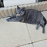 cat, gray_cat, feline, pet, animal, outdoor, patio, paving_stones, garden, garden_border, lying_down, lounging, relaxed, fur, whiskers, ears, eyes, tail, portrait, daylight