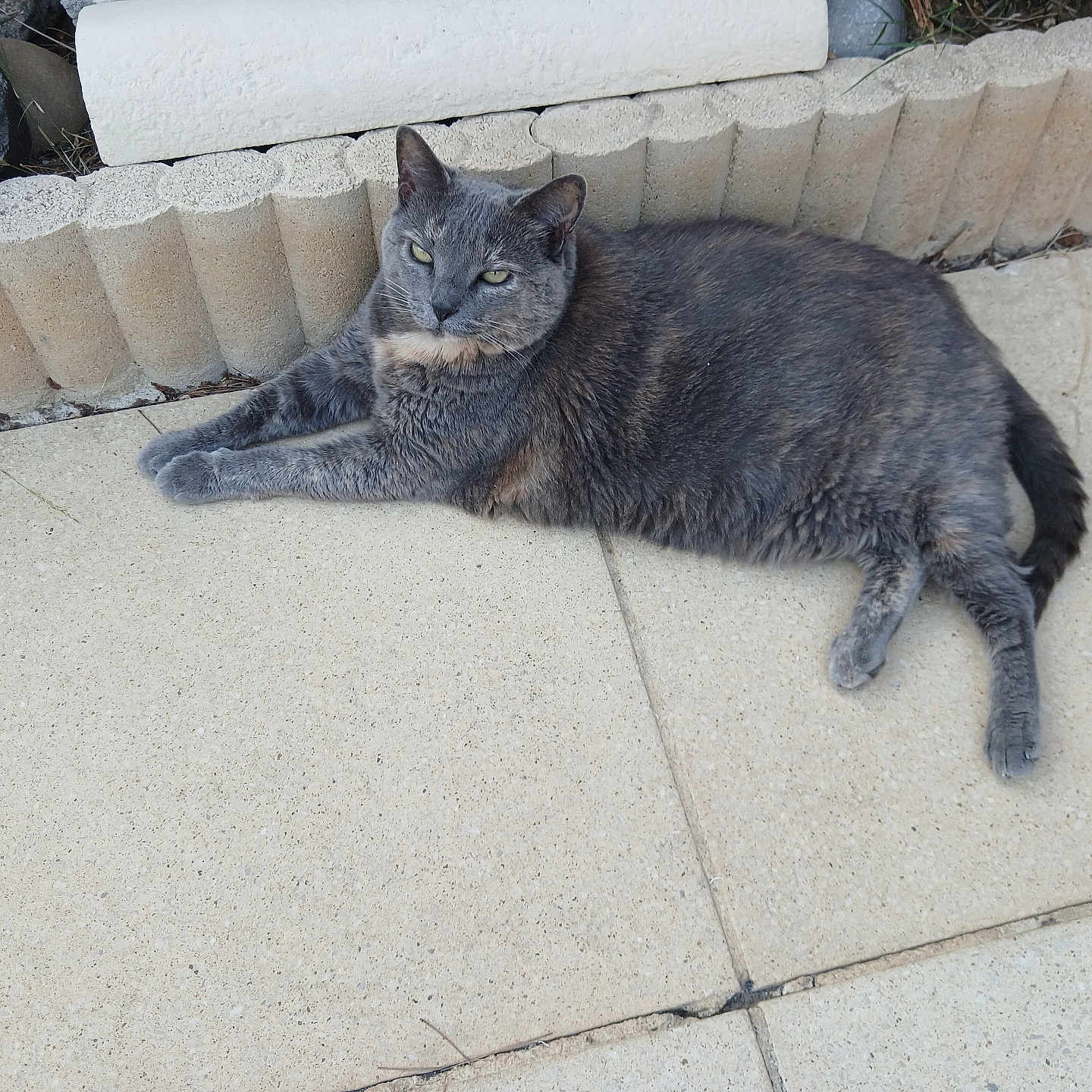 Choupette