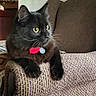 cat, black_cat, fluffy, long_hair, yellow_eyes, whiskers, pet, animal, collar, tags, sitting, lounging, armchair, furniture, indoor, living_room, couch, portrait, close_up, cozy