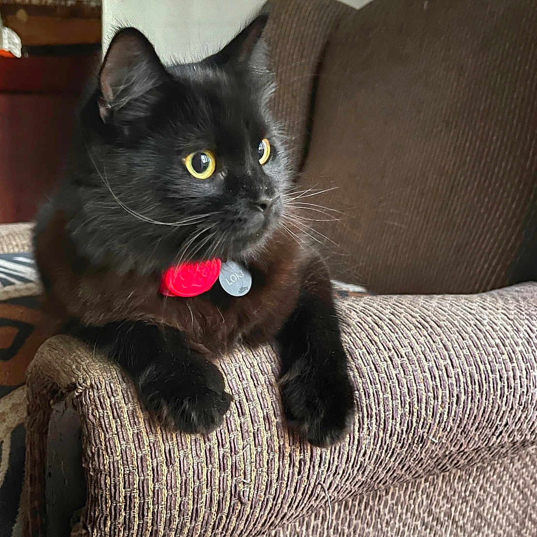 Loki