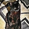 cat, black_cat, feline, pet, animal, golden_eyes, fur, whiskers, ears, sitting, indoors, blanket, bedding, patterned_fabric, portrait, close_up, direct_gaze, cute, soft_lighting, home