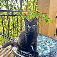 Loki is registered to the contest to win money with this photo: cat, black_cat, pet, animal, sitting, balcony, outdoor, mosaic_table, table, greenery, plants, poinsettia, red_leaves, trees, nature, railing, portrait, looking_at_camera, furry, sunlight