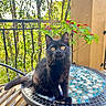 cat, black_cat, pet, animal, sitting, balcony, outdoor, mosaic_table, table, greenery, plants, poinsettia, red_leaves, trees, nature, railing, portrait, looking_at_camera, furry, sunlight