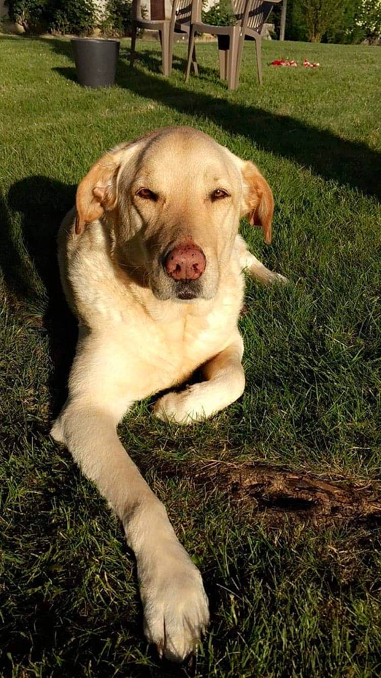 Benji participe au concours pour gagner de l'argent avec cette photo : canidae, carnivore, companion_dog, dog, dog_breed, fawn, fur, grass, grassland, herbaceous_plant, hunting_dog, non_sporting_group, snout, soil, tail, terrestrial_animal, wheel, working_animal