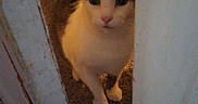 Libra joined the competition — help win amazing prizes! cat, door, carpet, indoor, curious, peeking, animal, pet, white, brown, feline, home, floor, wood, room, curiosity, looking, cute, ears, whiskers