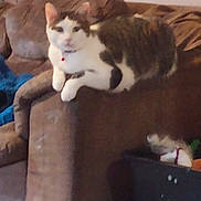 Libra joined the competition — help win amazing prizes! cat, couch, furniture, indoor, pet, relaxing, brown, animal, living_room, toy, carpet, household, cozy, resting, domestic, feline, comfort, home, white, tabby