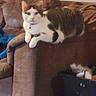 cat, couch, furniture, indoor, pet, relaxing, brown, animal, living_room, toy, carpet, household, cozy, resting, domestic, feline, comfort, home, white, tabby