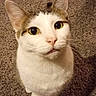 cat, white_cat, tabby, pet, animal, carpet, indoor, looking_up, curious, feline, whiskers, ears, cute, domestic_cat, fur, small_animal, mammal, floor, close_up, portrait