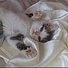 adorable, animal, cat, cozy, cute, feline, fluffy, fur, indoor, kitten, lying_down, paws, pet, pink_paws, relaxed, resting, sleepy, small_animal, soft_texture, white_fabric