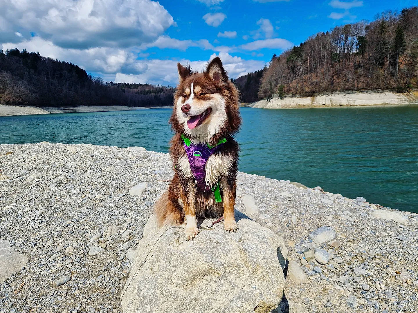 Helmi participe au concours pour gagner de l'argent avec cette photo : canidae, carnivore, cloud, companion_dog, dog, dog_breed, dog_supply, fawn, lake, landscape, leash, leisure, recreation, rock, sky, sporting_group, summer, walking, water, wildlife