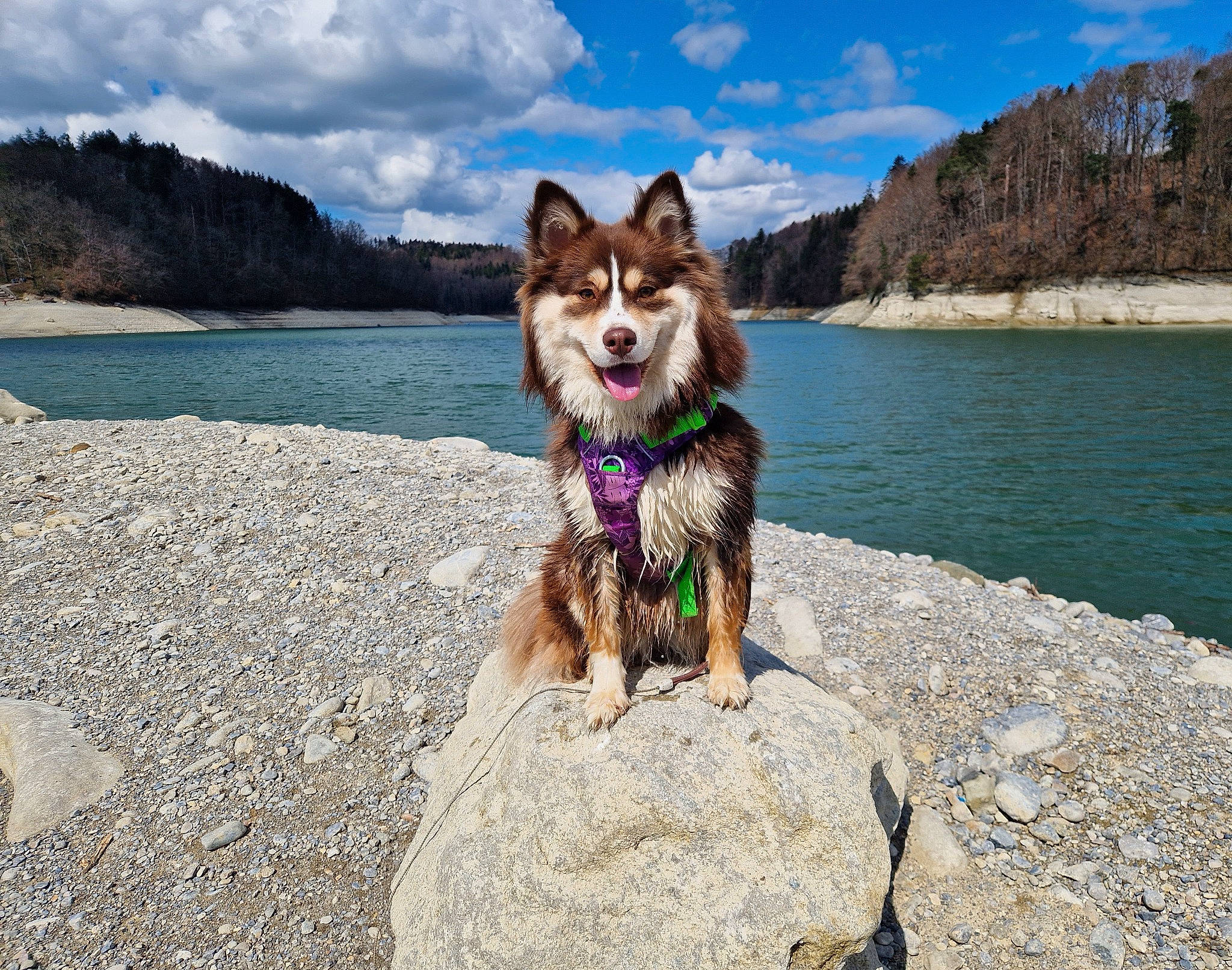 Helmi a rejoint le concours — aidez-le/la à gagner de superbes lots ! canidae, carnivore, cloud, coast, collar, companion_dog, dog, dog_breed, dog_collar, dog_supply, fawn, lake, leash, mountain, recreation, rock, sky, sporting_group, walking, water