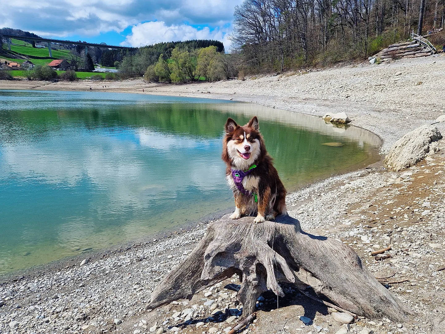 Helmi a rejoint le concours — aidez-le/la à gagner de superbes lots ! bank, carnivore, cloud, dog, dog_breed, fawn, herding_dog, lake, landscape, leisure, plant, recreation, sky, sporting_group, tree, water, water_resources, watercourse, wilderness, working_animal