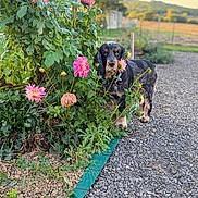 Marley a rejoint le concours — aidez-le/la à gagner de superbes lots ! dog, flowers, pink_flowers, garden, plants, greenery, outdoor, nature, pet, canine, gravel_path, sunlight, bush, leaves, summer, animal, fur, collar, tag, scenery