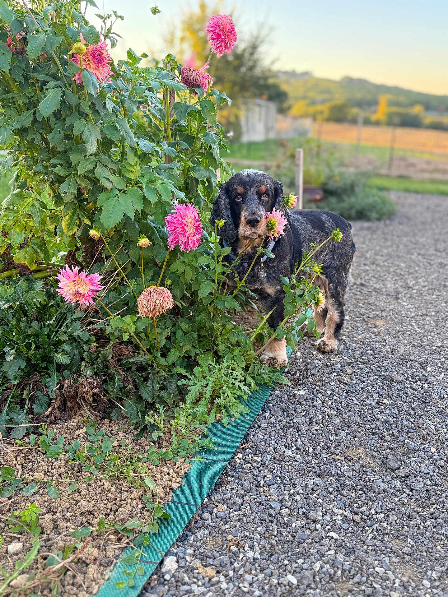 Marley